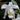 Orchidee – Coelogyne cristata