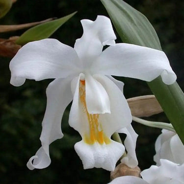 Orquídea - Coelogyne Cristata