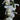 Orchidee – Coelogyne cristata