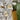 Orchidee – Coelogyne cristata