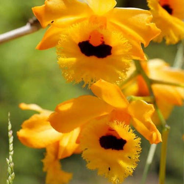 Orchid-Dendrobium Hookerianum