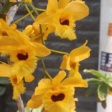 Orchid-Dendrobium Hookerianum