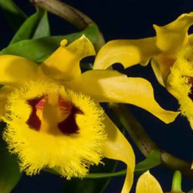 Orchidée-Dendrobium hookerianum