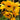 Orchidee – Dendrobium hookerianum