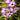 Orchidee – Dendrobium nobile