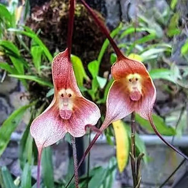 Orchid-Dracula Simia
