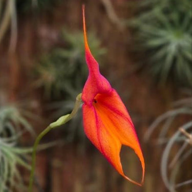 Orchid-Masdevallia