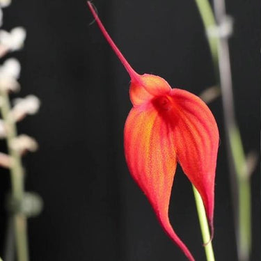 Orchid-Masdevallia