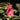 Orchidee – Masdevallia