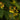 Orchidee – Oncidium sphacelatum