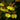 Orchidee – Oncidium sphacelatum