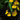 Orchidee – Oncidium sphacelatum