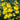 Orchidee – Oncidium sphacelatum