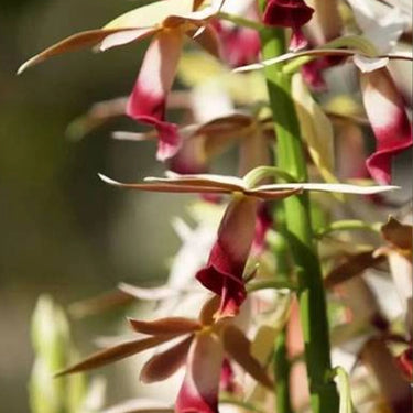 Orchid-Phaius Tankervilleae