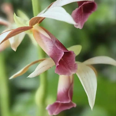 Orchid-Phaius Tankervilleae