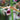 Orchidee – Phaius tankervilleae