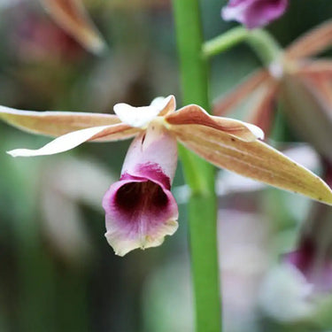 Orquídea - Phaius Tankervilleae