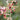 Orchidee – Phaius tankervilleae