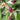 Orchidee – Phaius tankervilleae