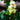 Orchidee – Phalaenopsis aphrodite