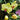 Orchidee – Phalaenopsis aphrodite