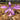 Orchidee – Pleione bulbocodioides