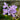 Orchidee – Vanda coerulea