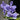 Orchidee – Vanda coerulea