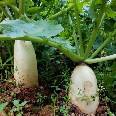 Organic White Daikon Radish Seeds