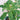 Ornamental Kale Seeds-Green Jewel