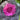 Ornamental Kale Seeds-Luxilu Rose Red