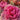 Ornamental Kale Seeds-Nagoya Red