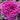 Ornamental Kale Seeds-Nagoya Rose Red