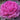 Ornamental Kale Seeds-Nagoya Rose Red