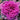 Ornamental Kale Seeds-Nagoya Rose Red