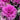 Ornamental Kale Seeds-Nagoya Rose Red