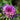 Ornamental Kale Seeds-Red-Feathered Crane