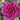 Ornamental Kale Seeds-Red No. 6