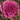 Ornamental Kale Seeds-Red No. 6