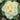 Ornamental Kale Seeds-White No.1