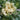 Ornamental Kale Seeds-White Waves