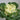 Ornamental Kale Seeds-White Waves