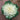 Ornamental Kale Seeds-White Waves