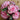 Painted Begonia Seeds-Coral Pink