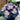 Painted Begonia Seeds-Galaxy