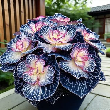 Painted Begonia Seeds-Galaxy