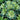 Painted Begonia Seeds-Green Light