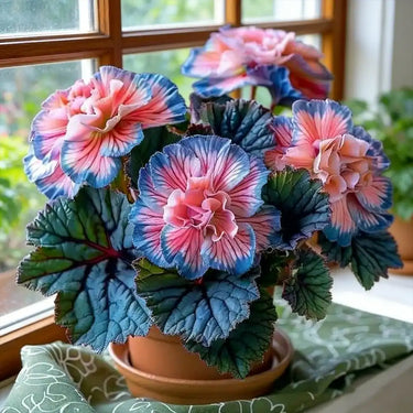 Painted Begonia Seeds-Pink Blue Haze
