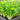 Pakchoi plants growing in a raised garden bed