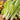 Harvested pakchoi leaves and white stalks